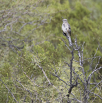 Northern Mockingbird 2047